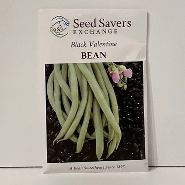 Black Valentine Bush Bean Heirloom